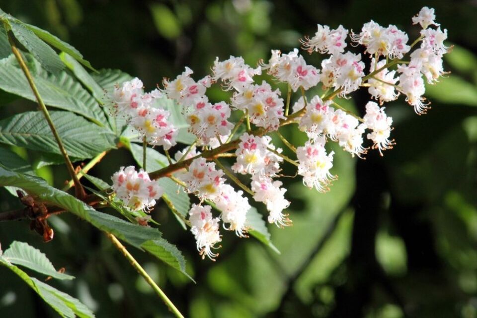 Kastanienblüten zur Bekämpfung von Krampfadern zu Hause